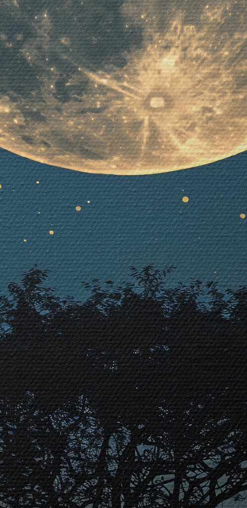 Tree and the moon in the sky Tree and the moon in the sky