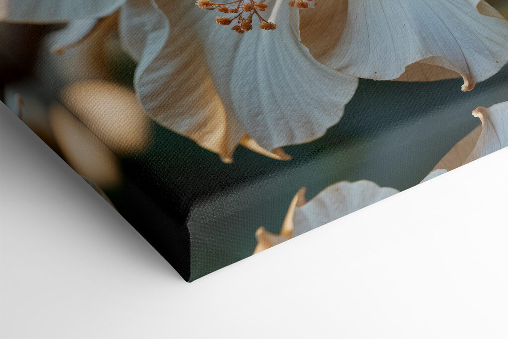 Elegant blooms in soft sunlight Elegant blooms in soft sunlight