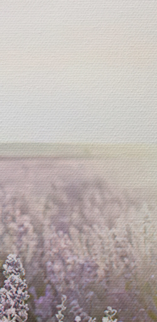 Lavender fields under a soft sunrise