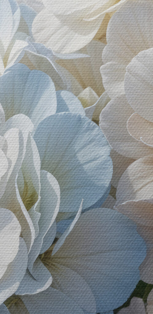 Group of white and blue flowers Group of white and blue flowers