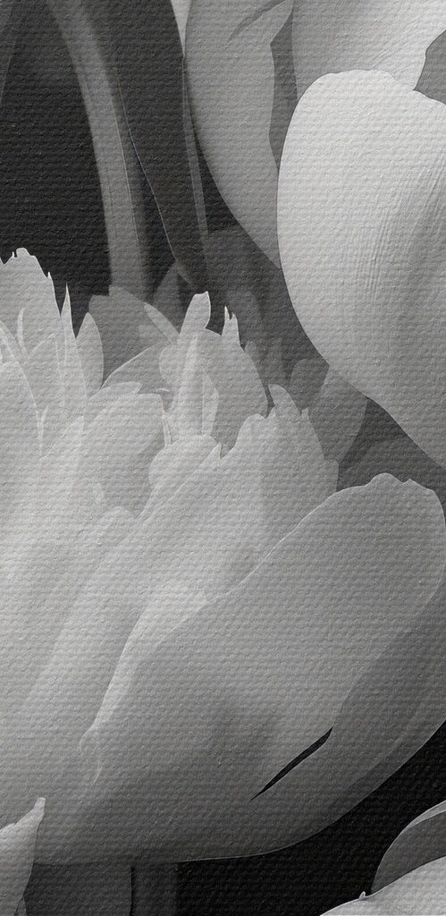 Group of white flowers