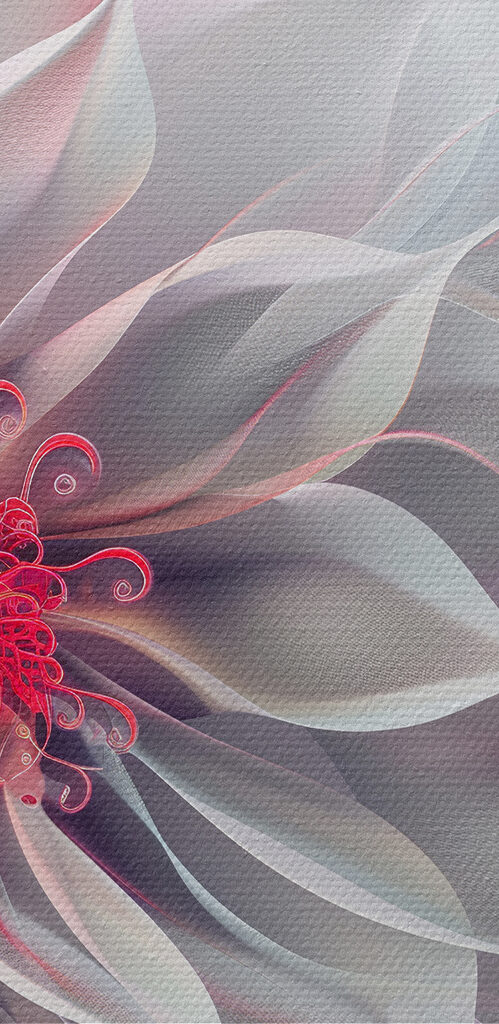 White and pink flower White and pink flower