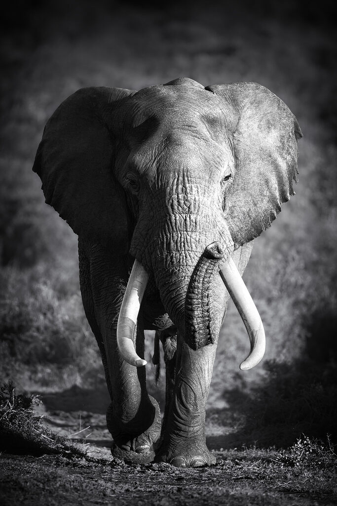 An elephant with tusks walking