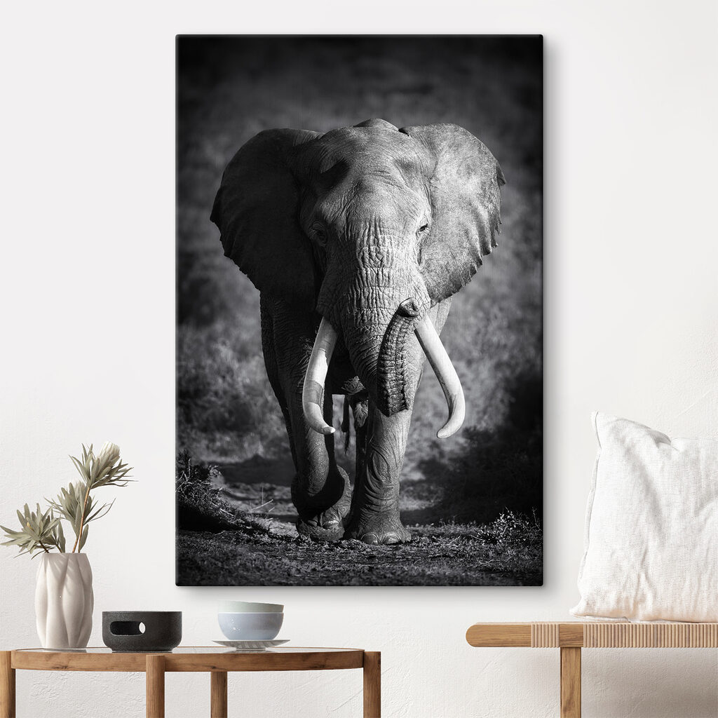 An elephant with tusks walking