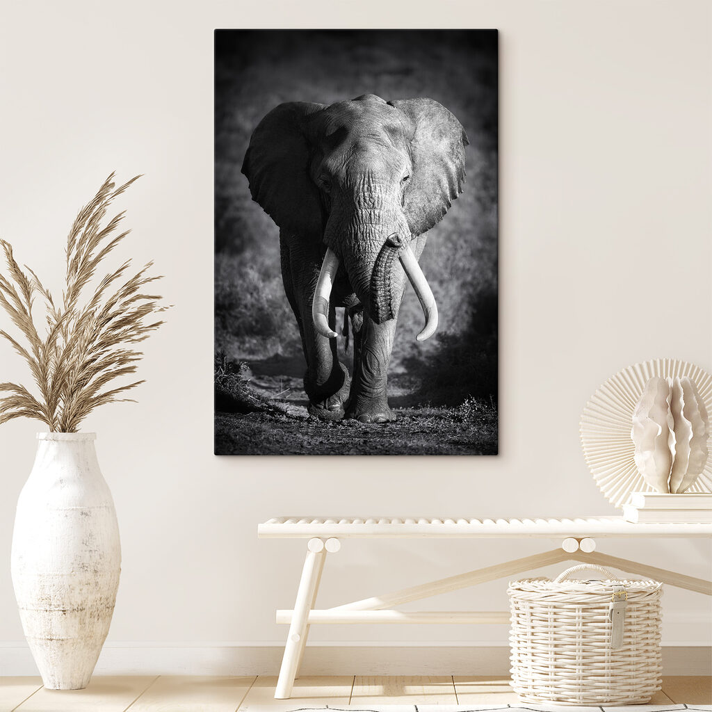 An elephant with tusks walking