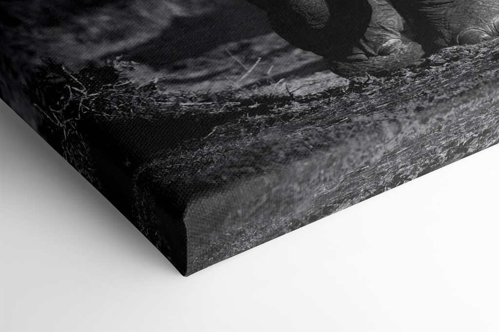 An elephant with tusks walking