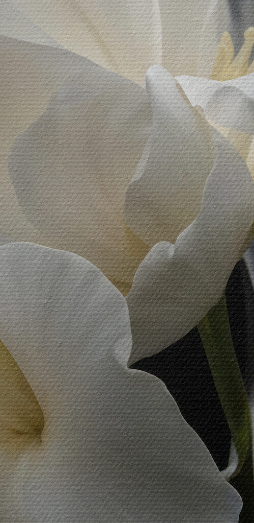 Elegant white flowers against black background