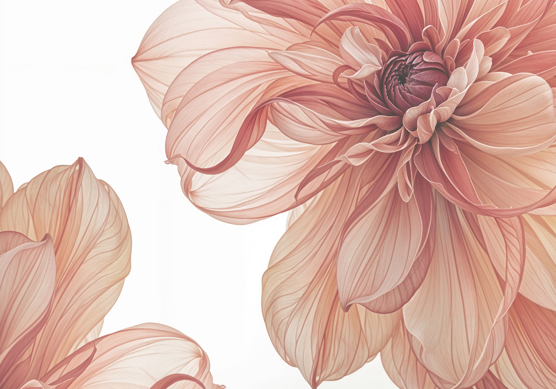 Close up of a flower Close up of a flower