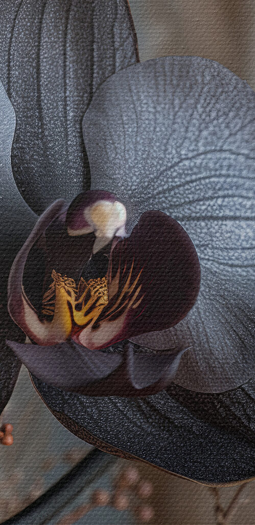 Black flower with white flowers Black flower with white flowers