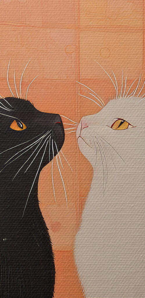 Black and white cats looking at each other Black and white cats looking at each other