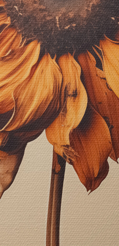 Sunflower with a brown center Sunflower with a brown center