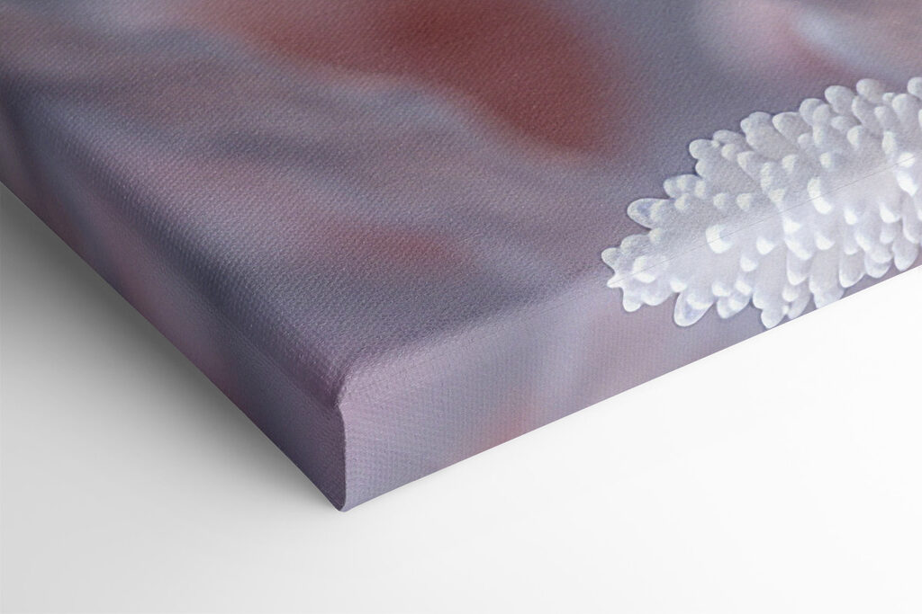 Close up of a flower Close up of a flower