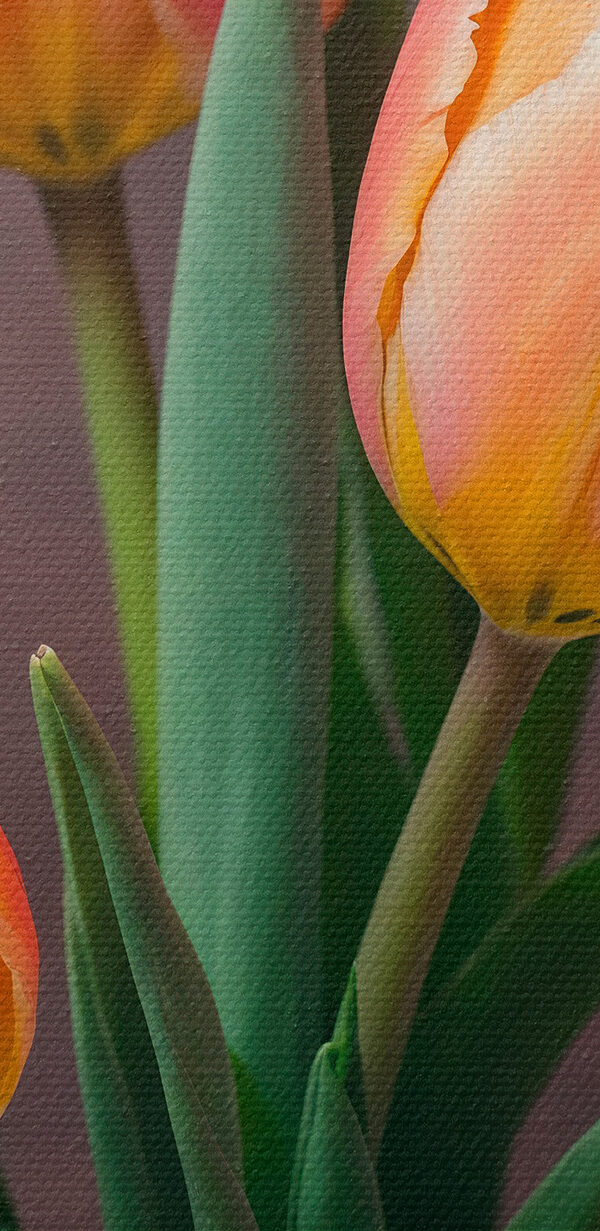 Skupina ružových a žltých tulipánov Skupina ružových a žltých tulipánov