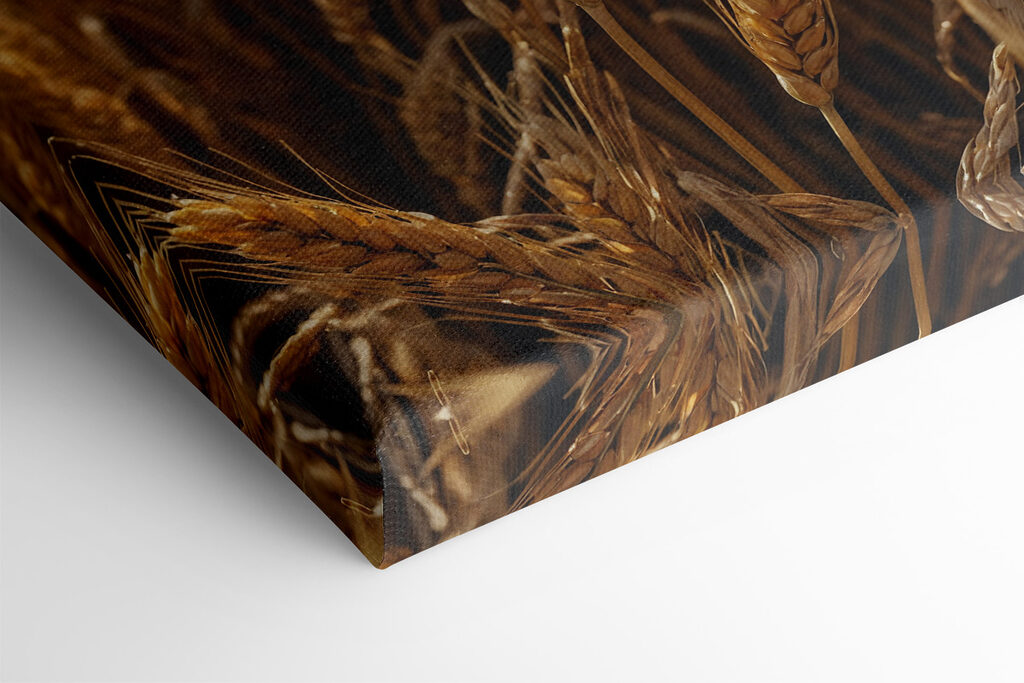 Field of wheat with the sun shining in the background Field of wheat with the sun shining in the background