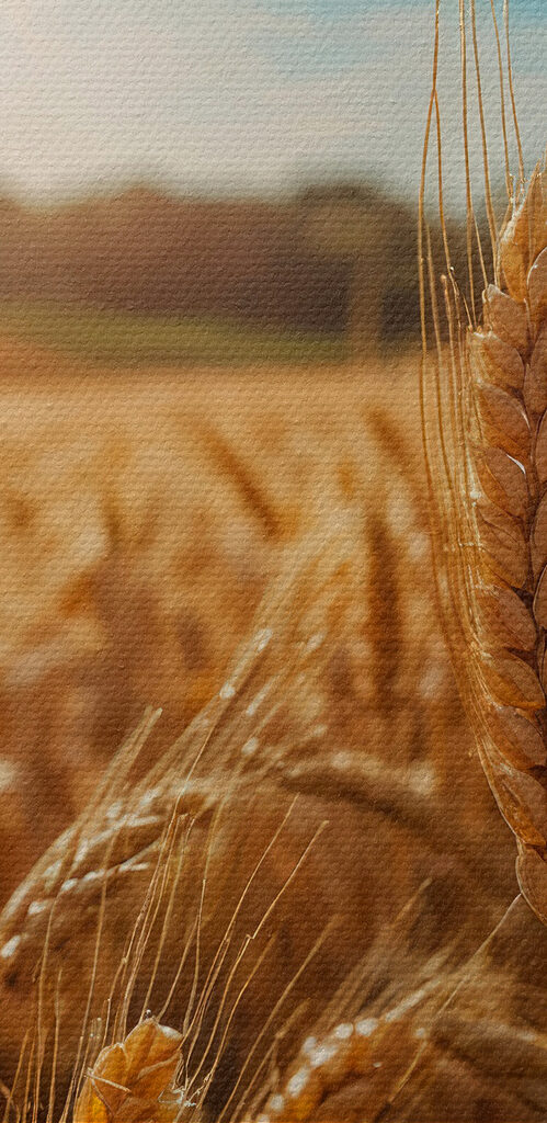 Field of wheat with the sun shining in the background Field of wheat with the sun shining in the background