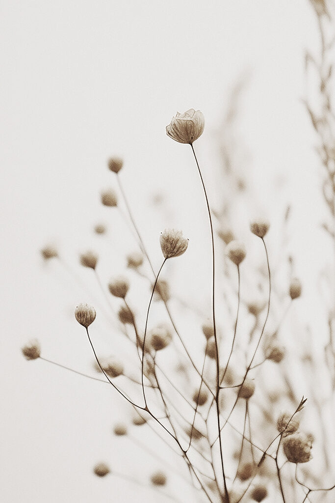 Delicate blooms in soft focus elegance Delicate blooms in soft focus elegance