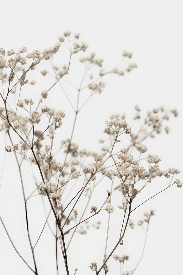 Rastlina zblízka Rastlina zblízka