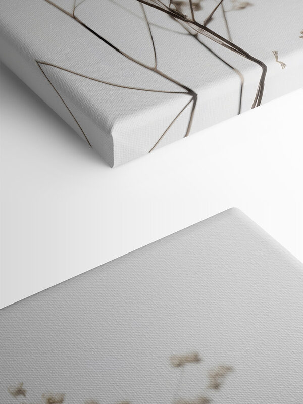 Rastlina zblízka Rastlina zblízka