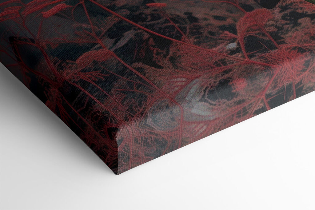 Pink flowers in a field Pink flowers in a field