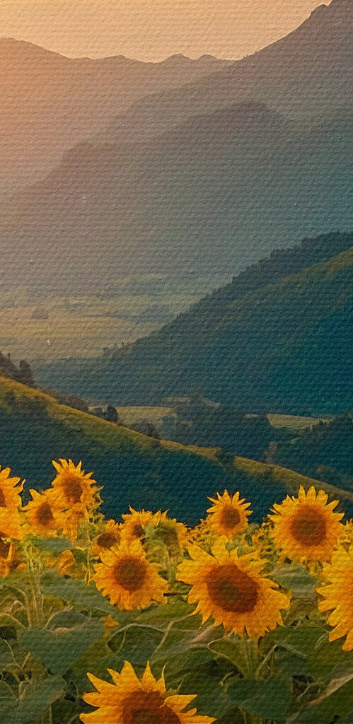 Field of sunflowers in the mountains
