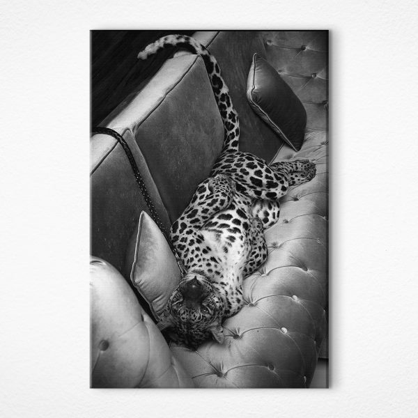 Leopard ležiaci na pohovke Leopard ležiaci na pohovke