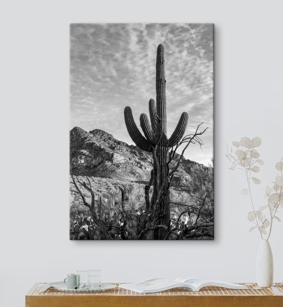 Cactus in the desert