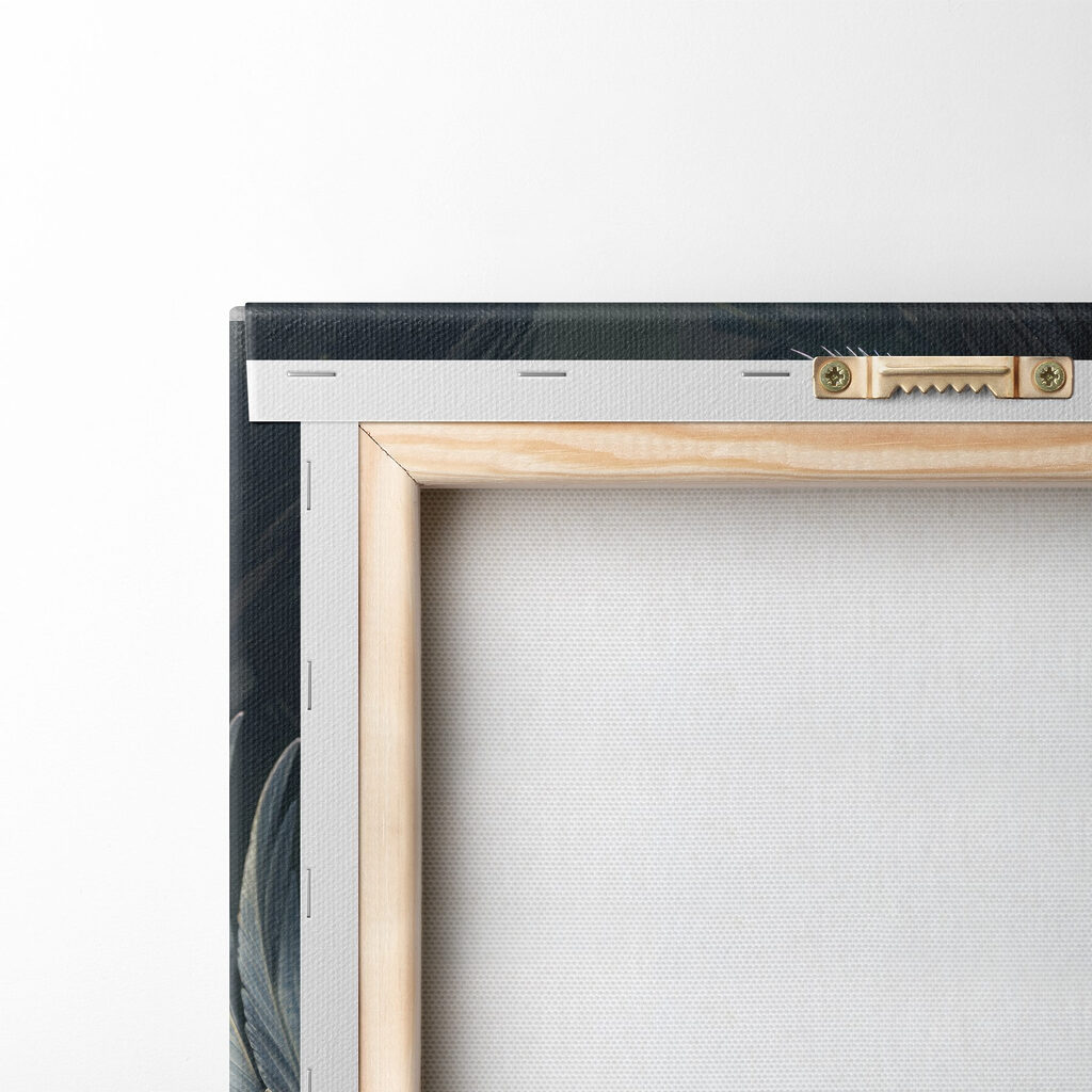 Black swan with a red beak Black swan with a red beak