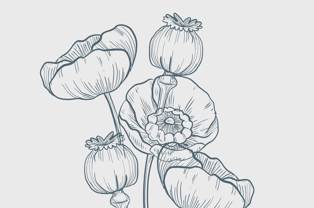 Kresba kvetov a púčikov Kresba kvetov a púčikov