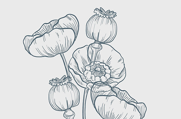 Kresba kvetov a púčikov Kresba kvetov a púčikov