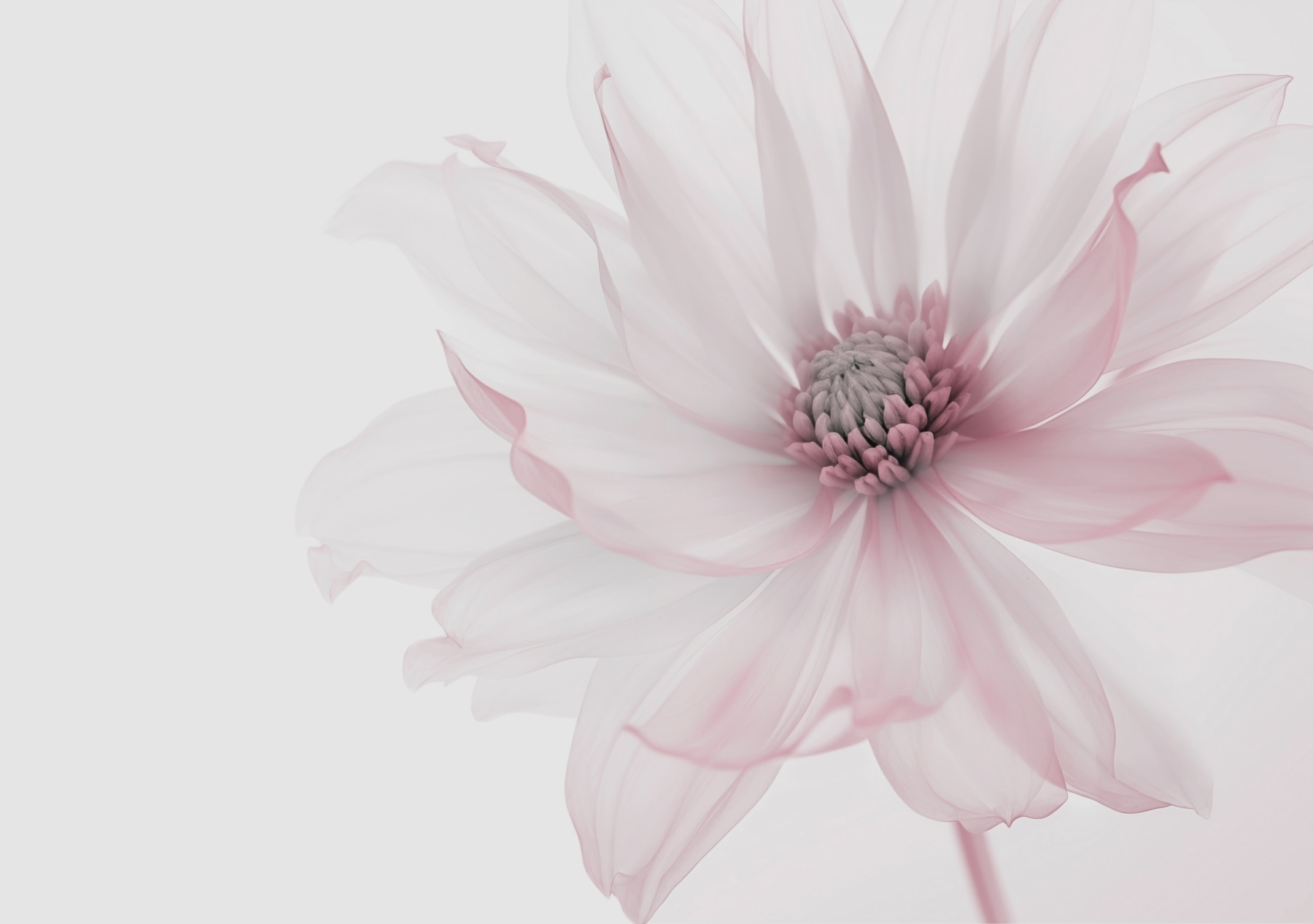 Delicate flower in soft hues