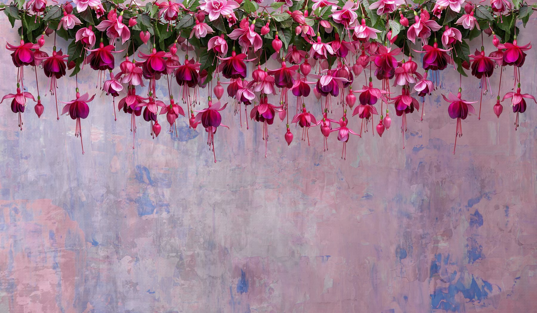 Group of pink flowers Group of pink flowers