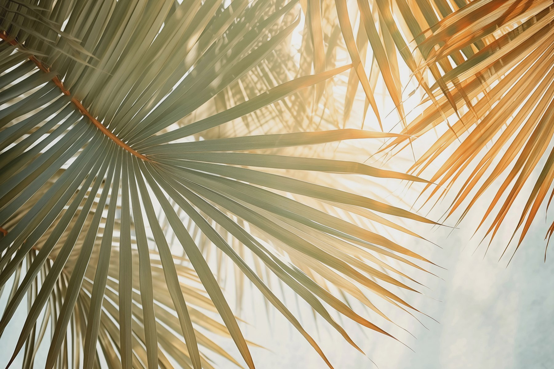 Serene palms under soft sunlight Serene palms under soft sunlight