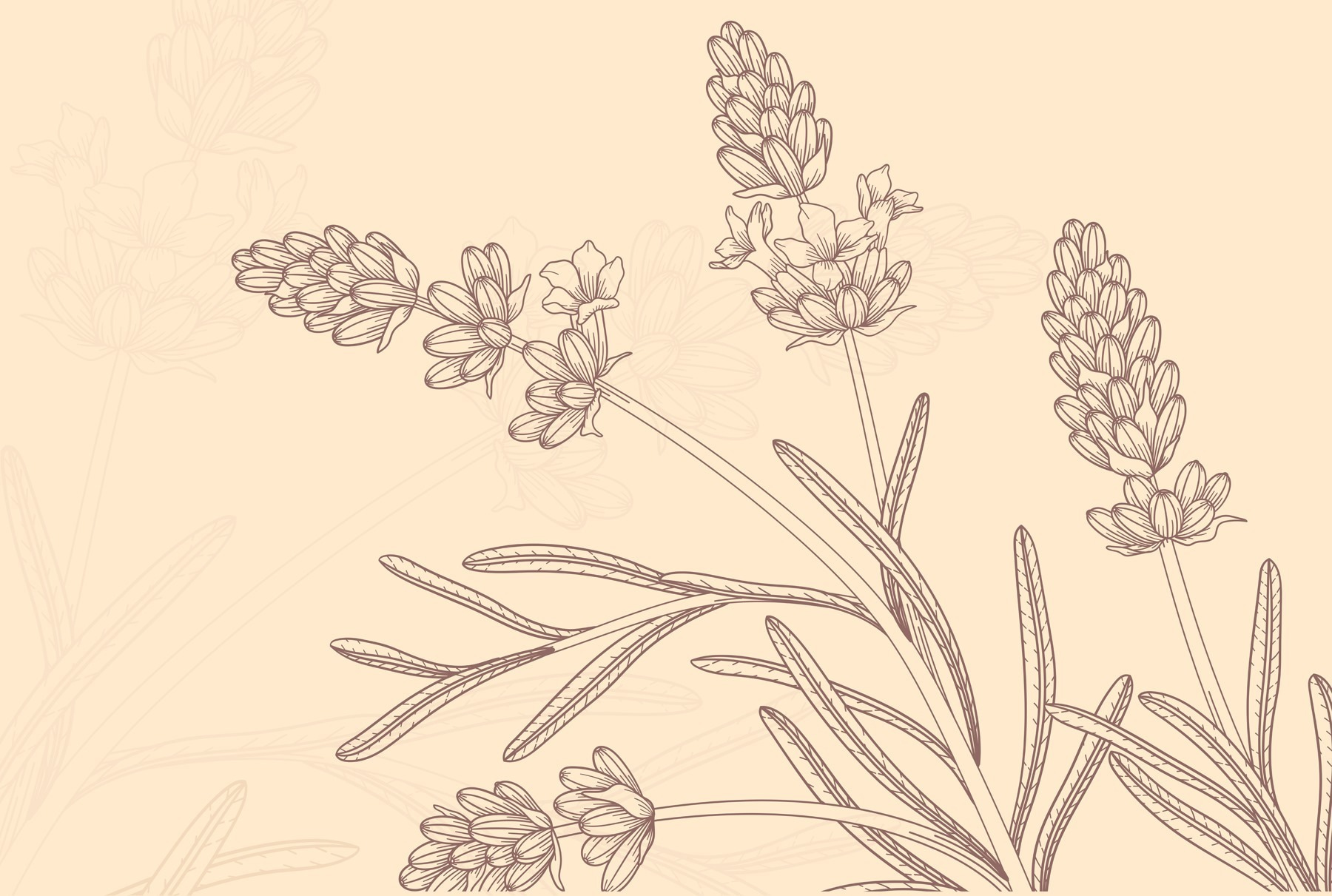 Drawing of a plant Drawing of a plant