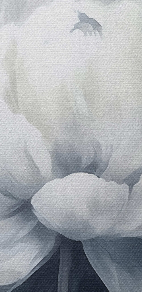 White flower on a blue background White flower on a blue background