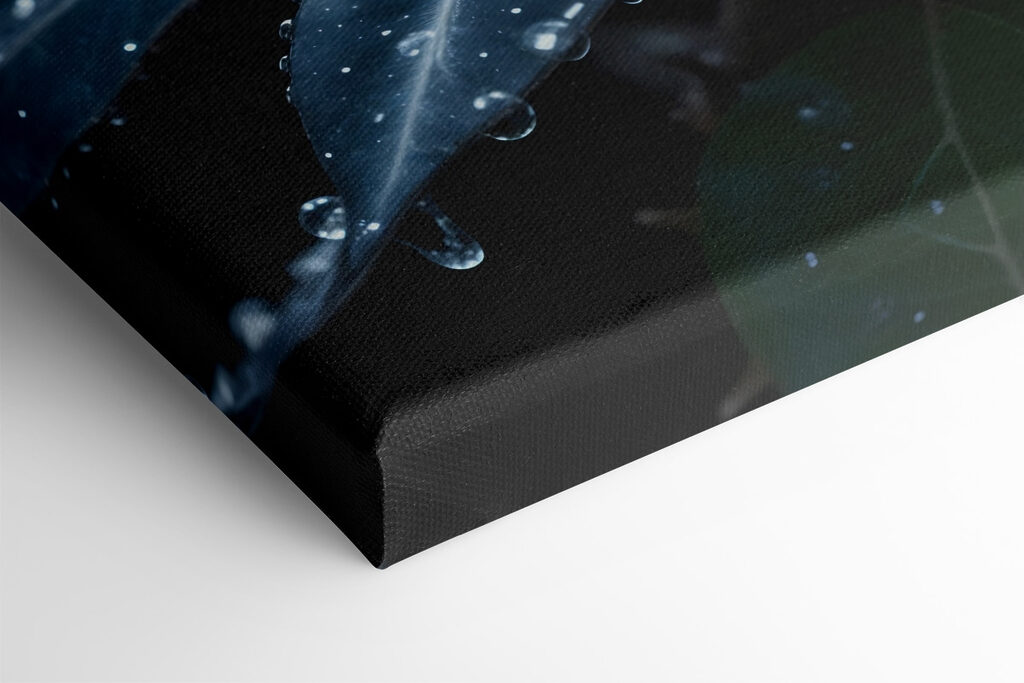 White rose with water drops on it