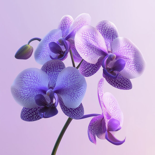 Fialový a biely kvet orchidey Fialový a biely kvet orchidey