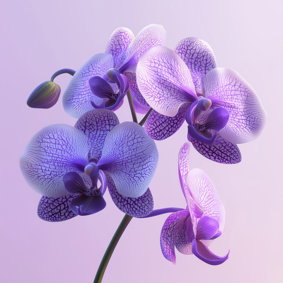 Fialový a biely kvet orchidey