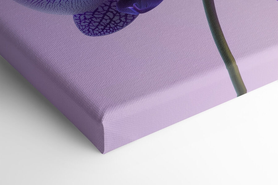 Fialový a biely kvet orchidey