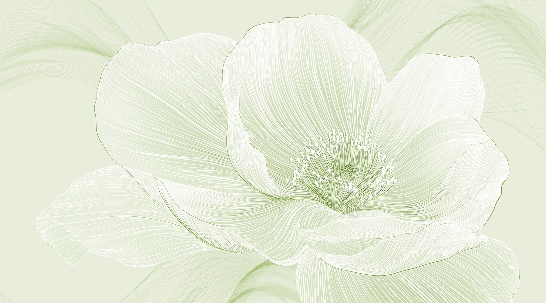Delicate lines of nature’s beauty