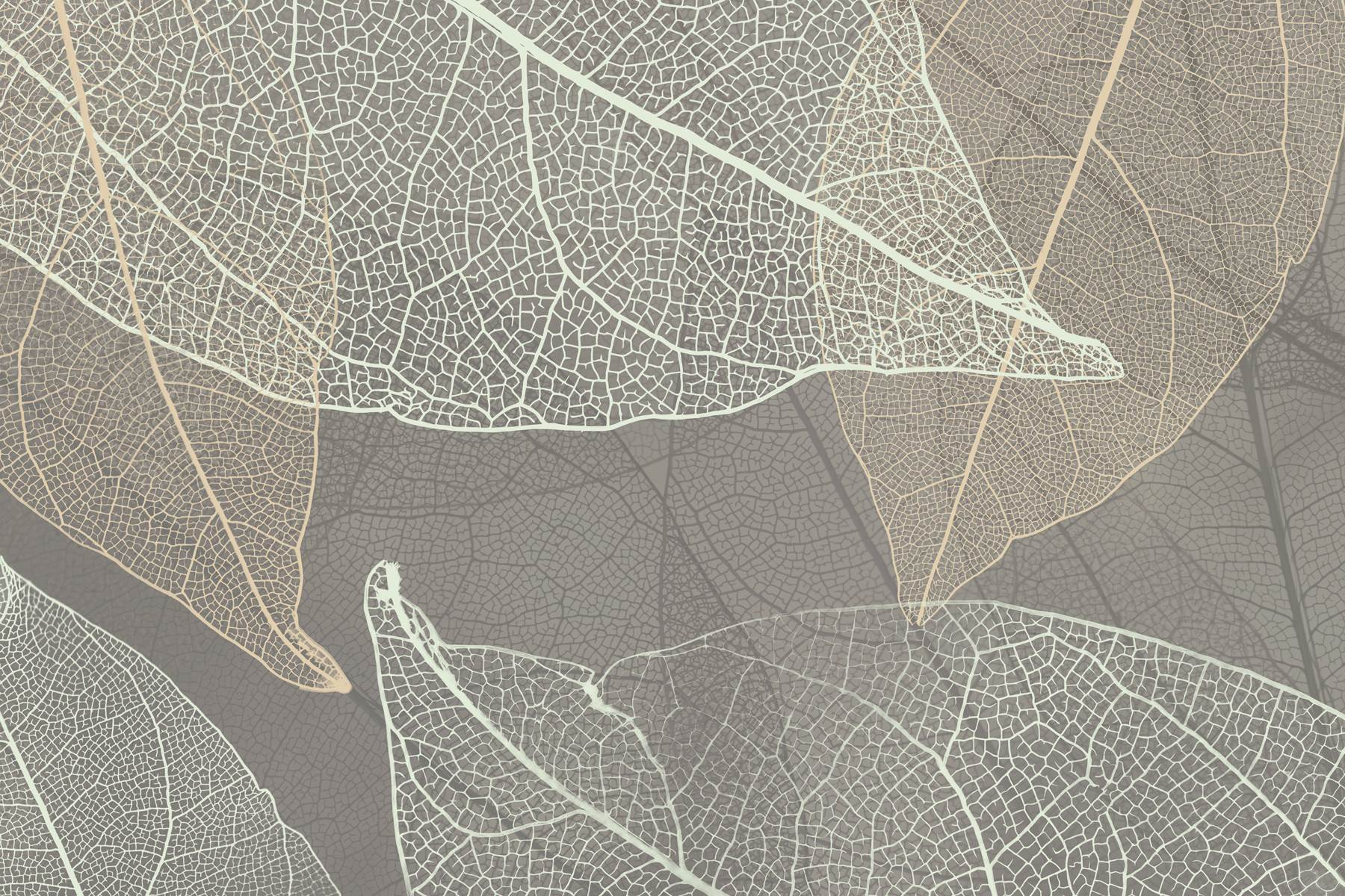 Delicate patterns of leaf veins