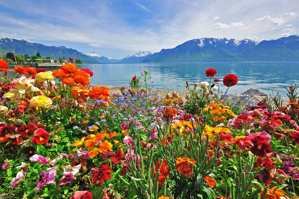 Flower bed with flowers and a lake in the background Flower bed with flowers and a lake in the background