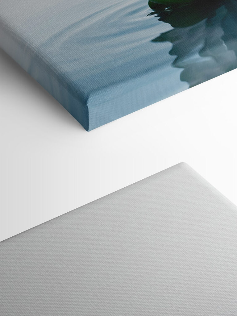 White flower in water White flower in water