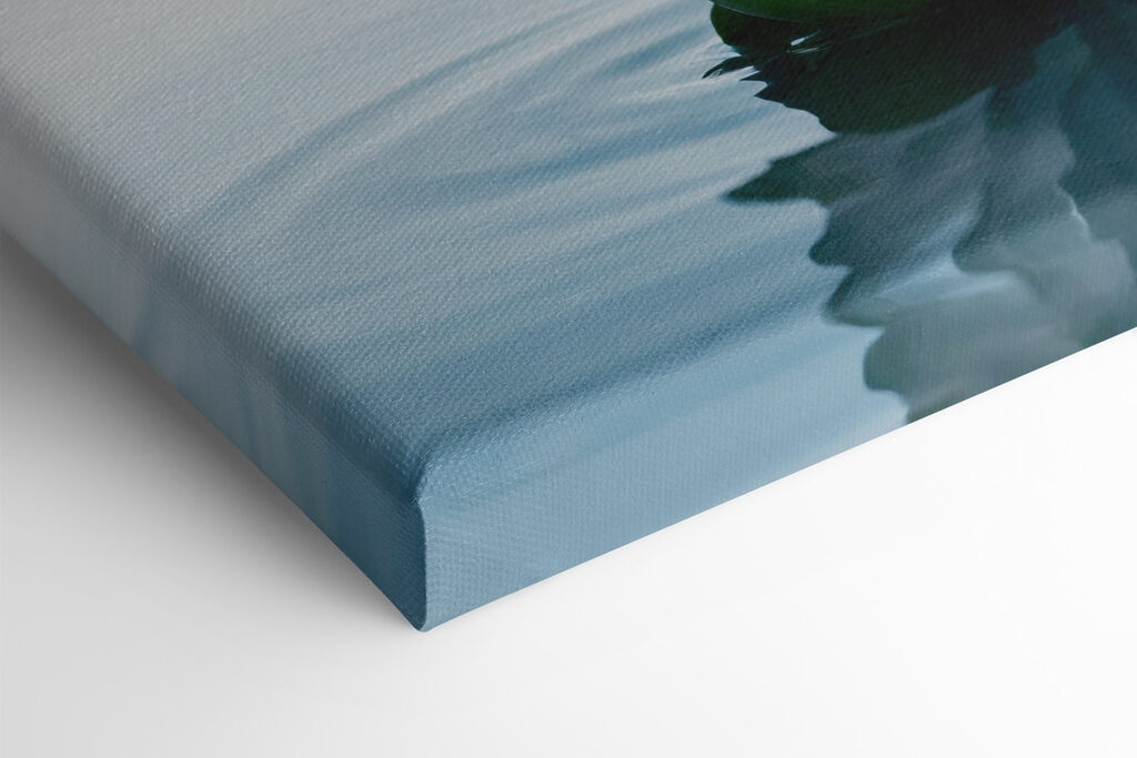 White flower in water White flower in water