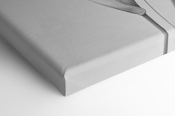 Delicate petals in soft monochrome hues Delicate petals in soft monochrome hues