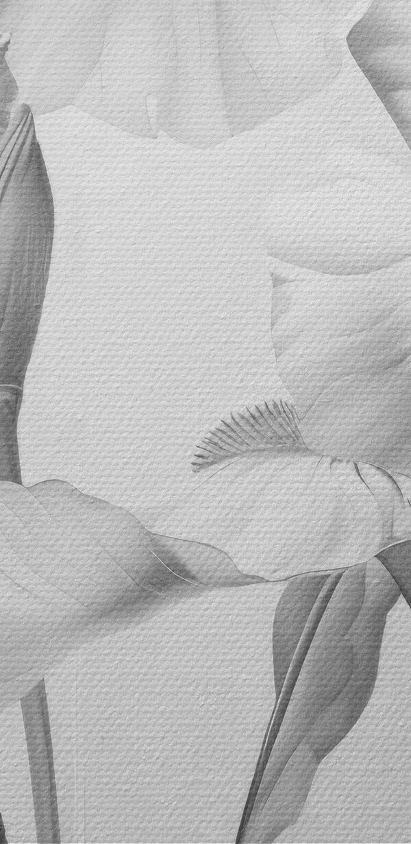 Delicate petals in soft monochrome hues Delicate petals in soft monochrome hues