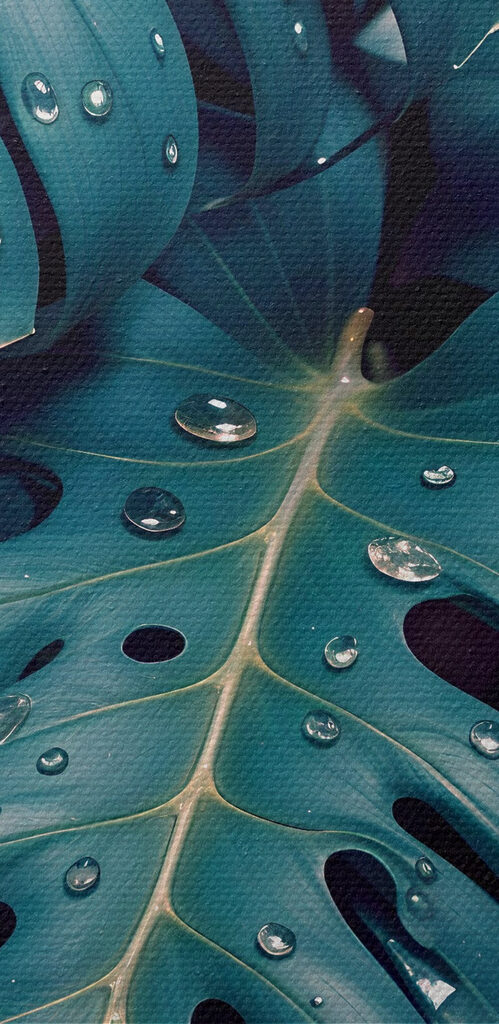 Lush leaves adorned with delicate droplets Lush leaves adorned with delicate droplets