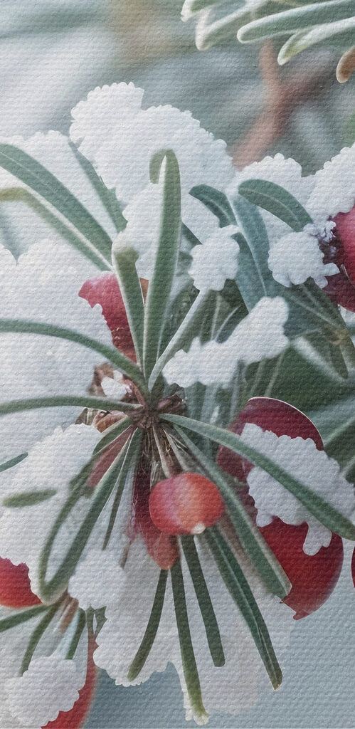 Winter berries amidst frosty branches Winter berries amidst frosty branches