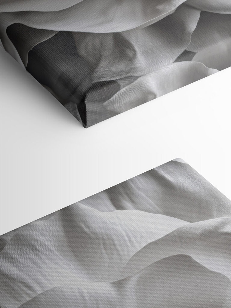 Delicate beauty in soft petals Delicate beauty in soft petals