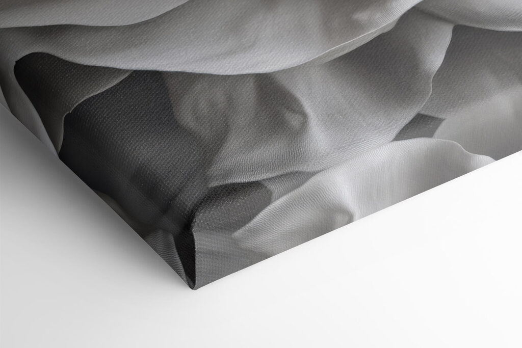 Delicate beauty in soft petals Delicate beauty in soft petals