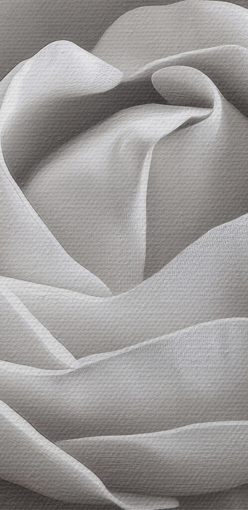 Delicate beauty in soft petals Delicate beauty in soft petals